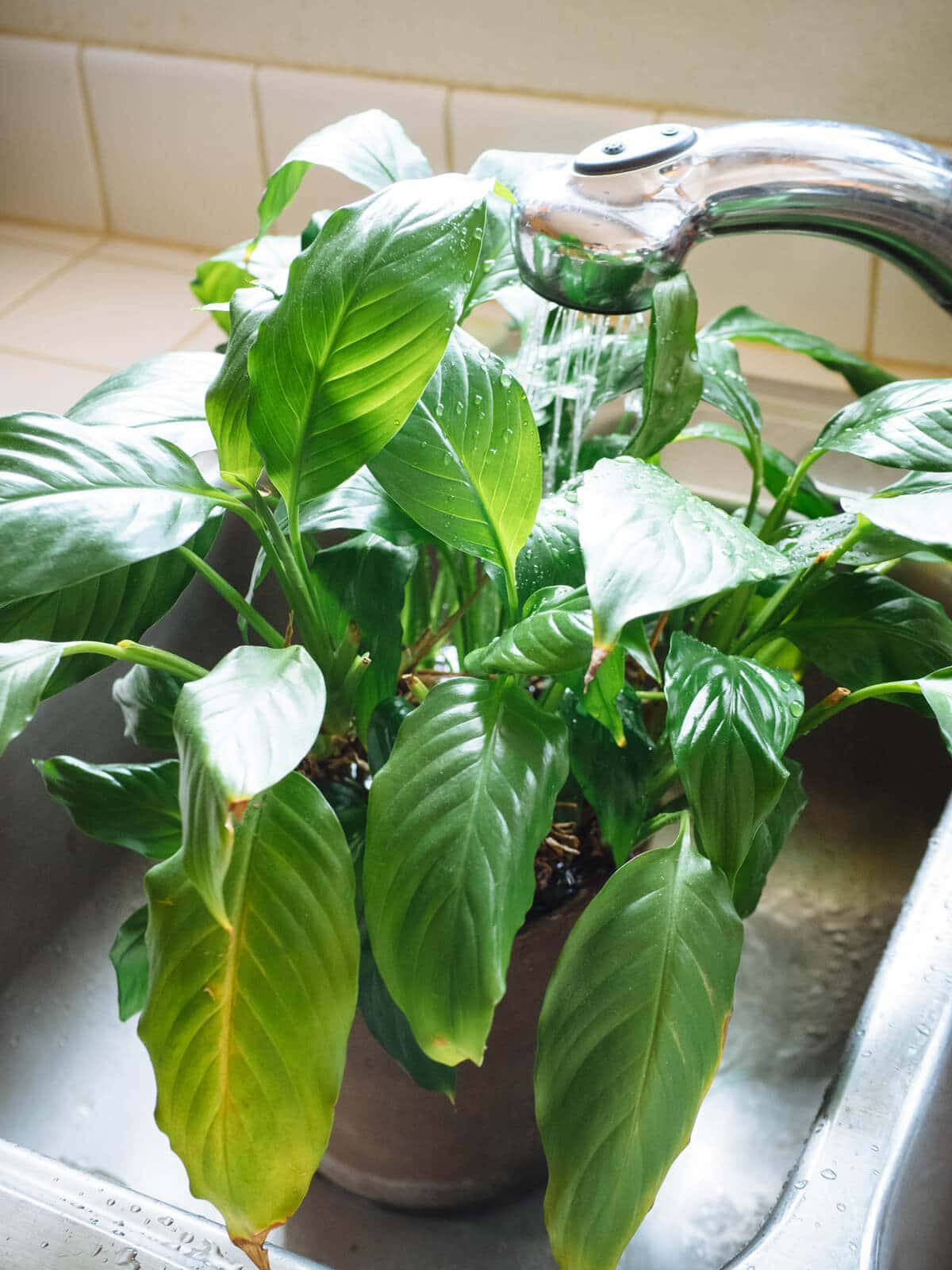 washing alocasia leaves in shower