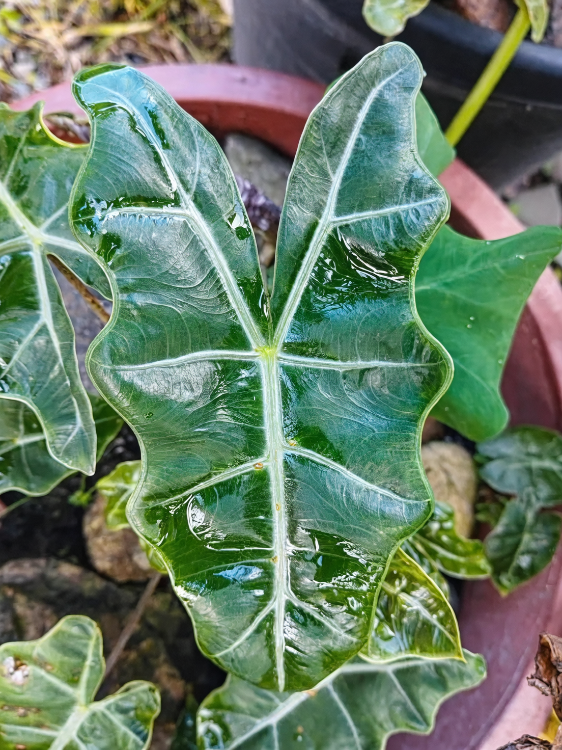 spraying alocasia with insecticidal soap