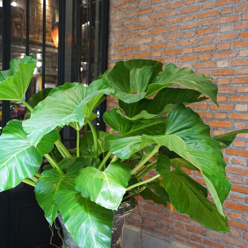 Why Your Alocasia ‘Cries’ at Night: Guttation, Spiral Unfurling, and Other Leaf Mysteries