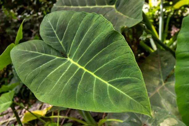 alocasia leaf mealybugs close-up