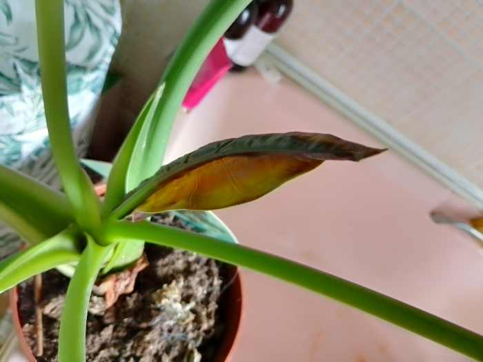 alocasia leaf unfurling spiral