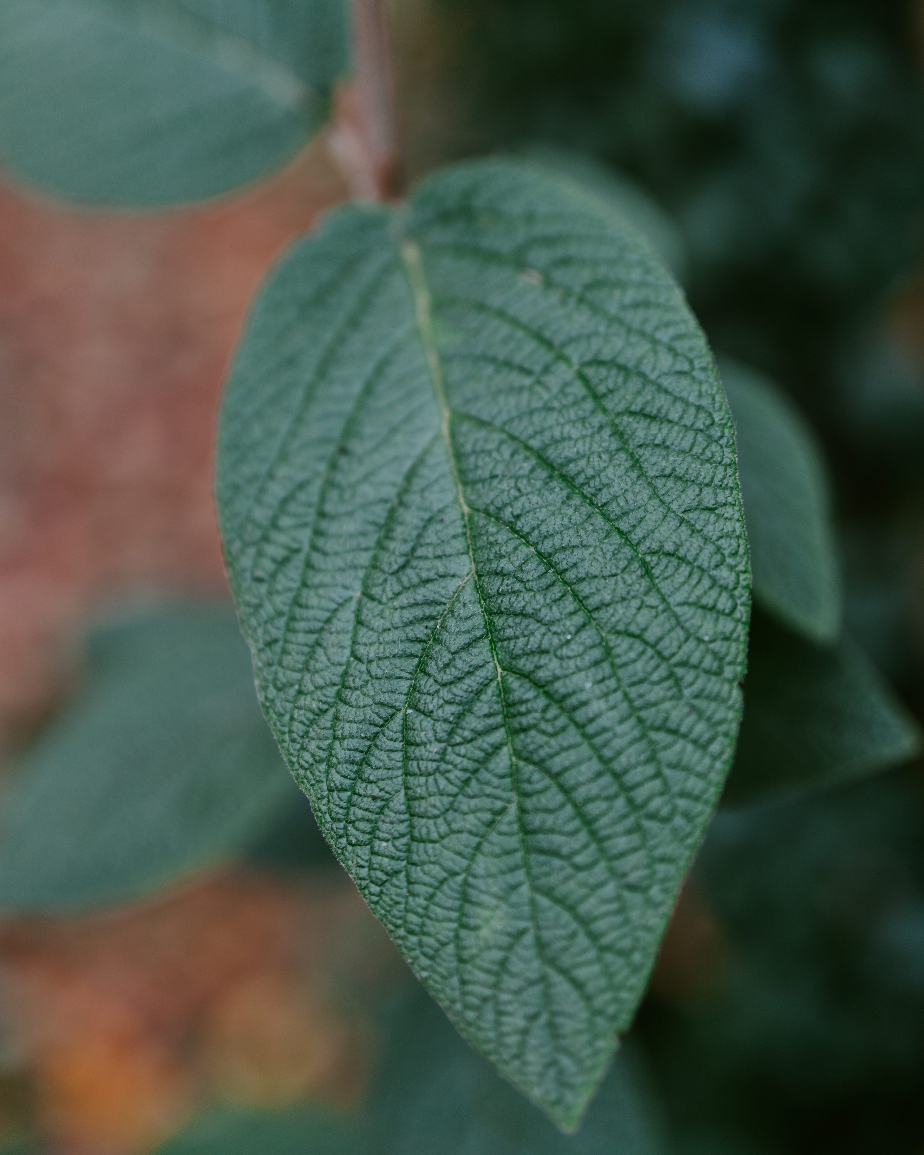 alocasia velvet leaves veins close-up