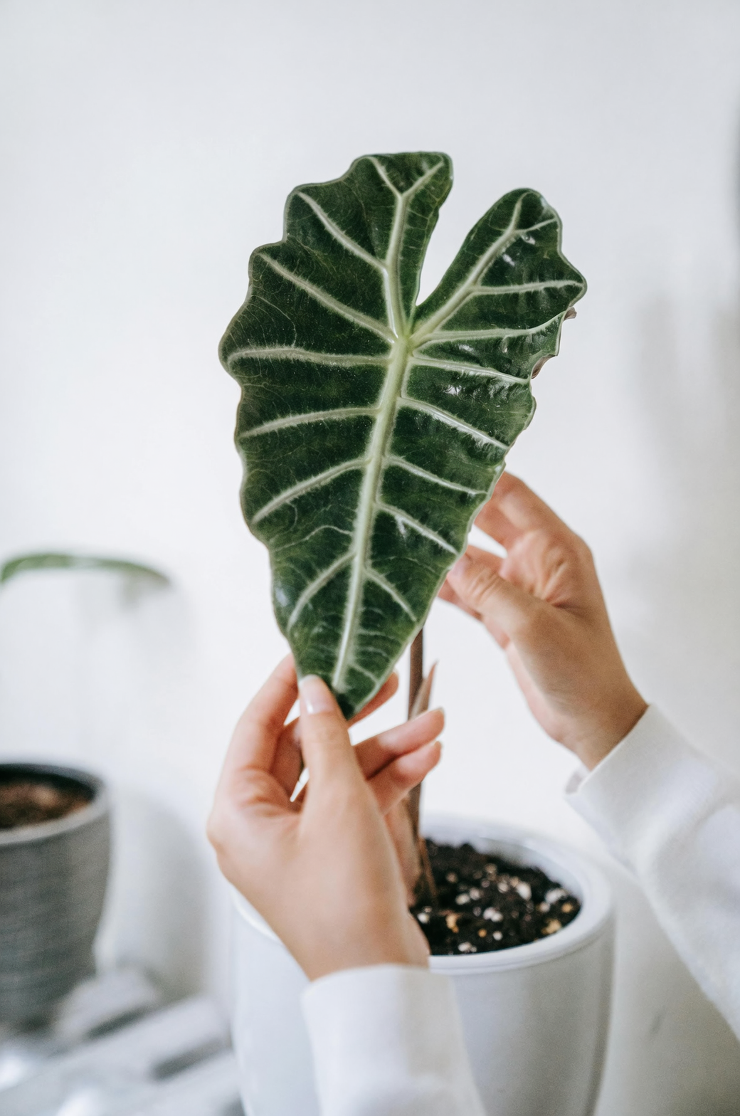 alocasia leaf unfurling close-up