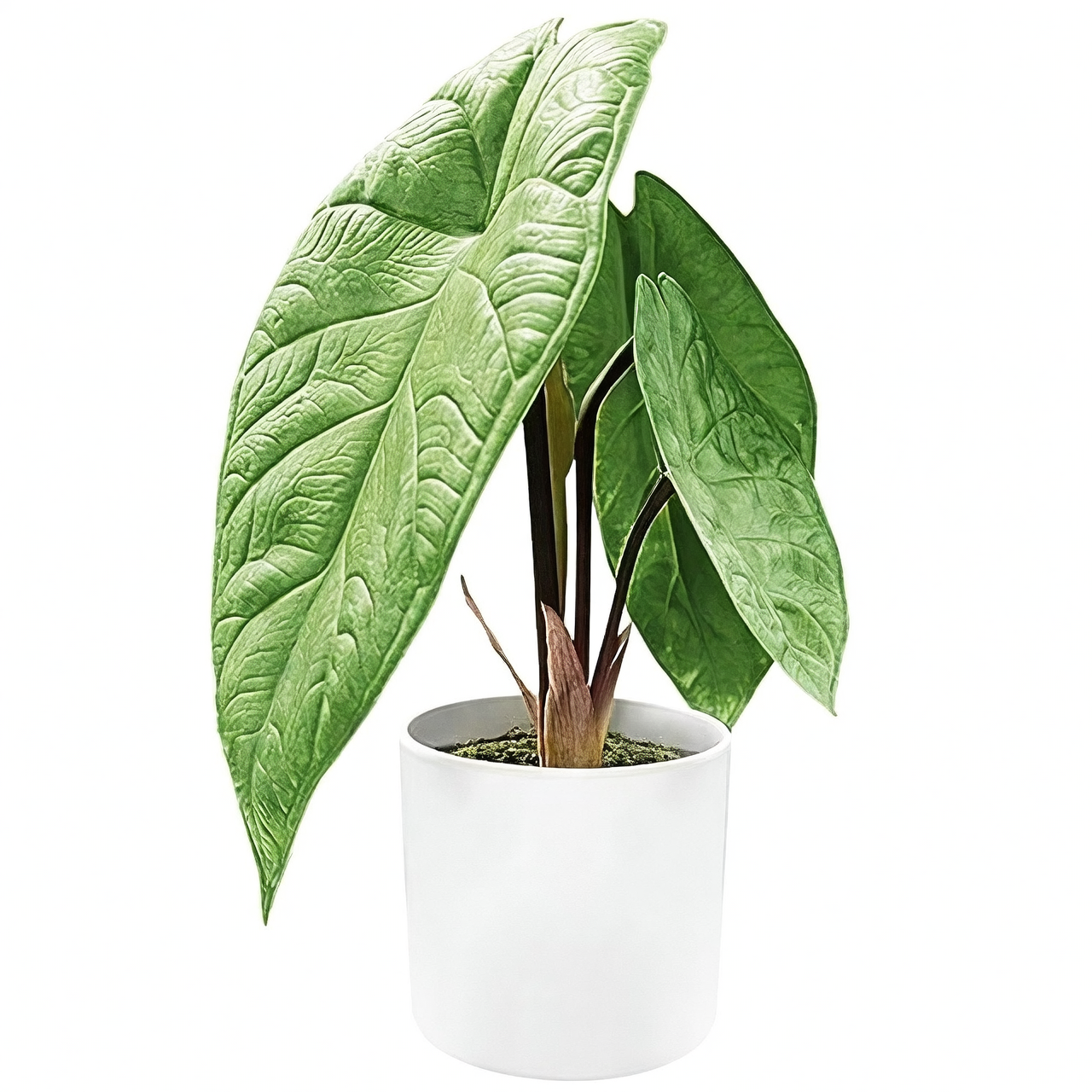 alocasia on office desk