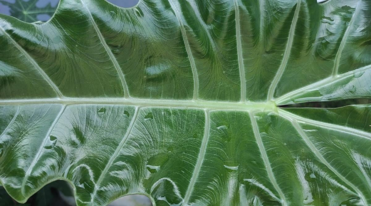 Hard Water, Soft Leaves: Humidity Hacks and Water Quality Tests for Happier Alocasias