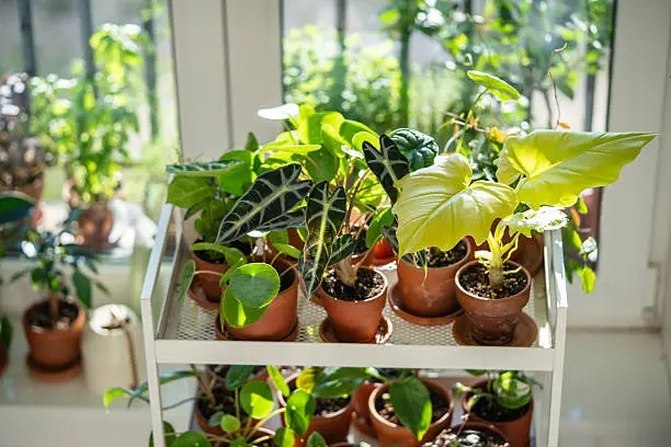 alocasia cool mist humidifier