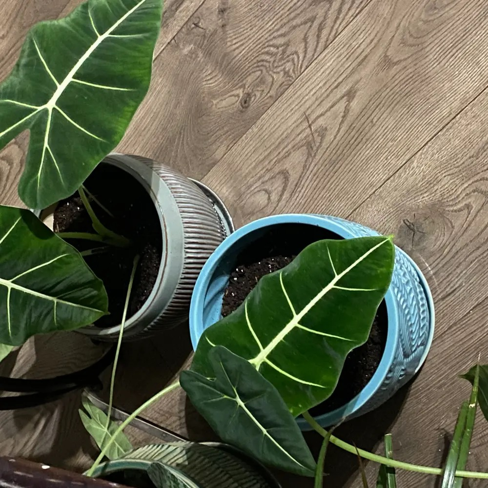 alocasia hygrometer at leaf height