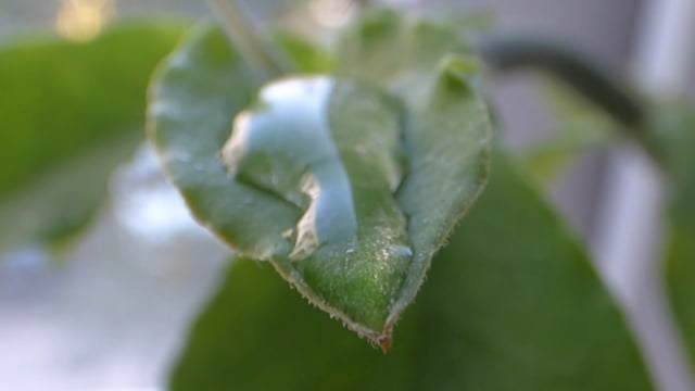 alocasia leaf wiping distilled water