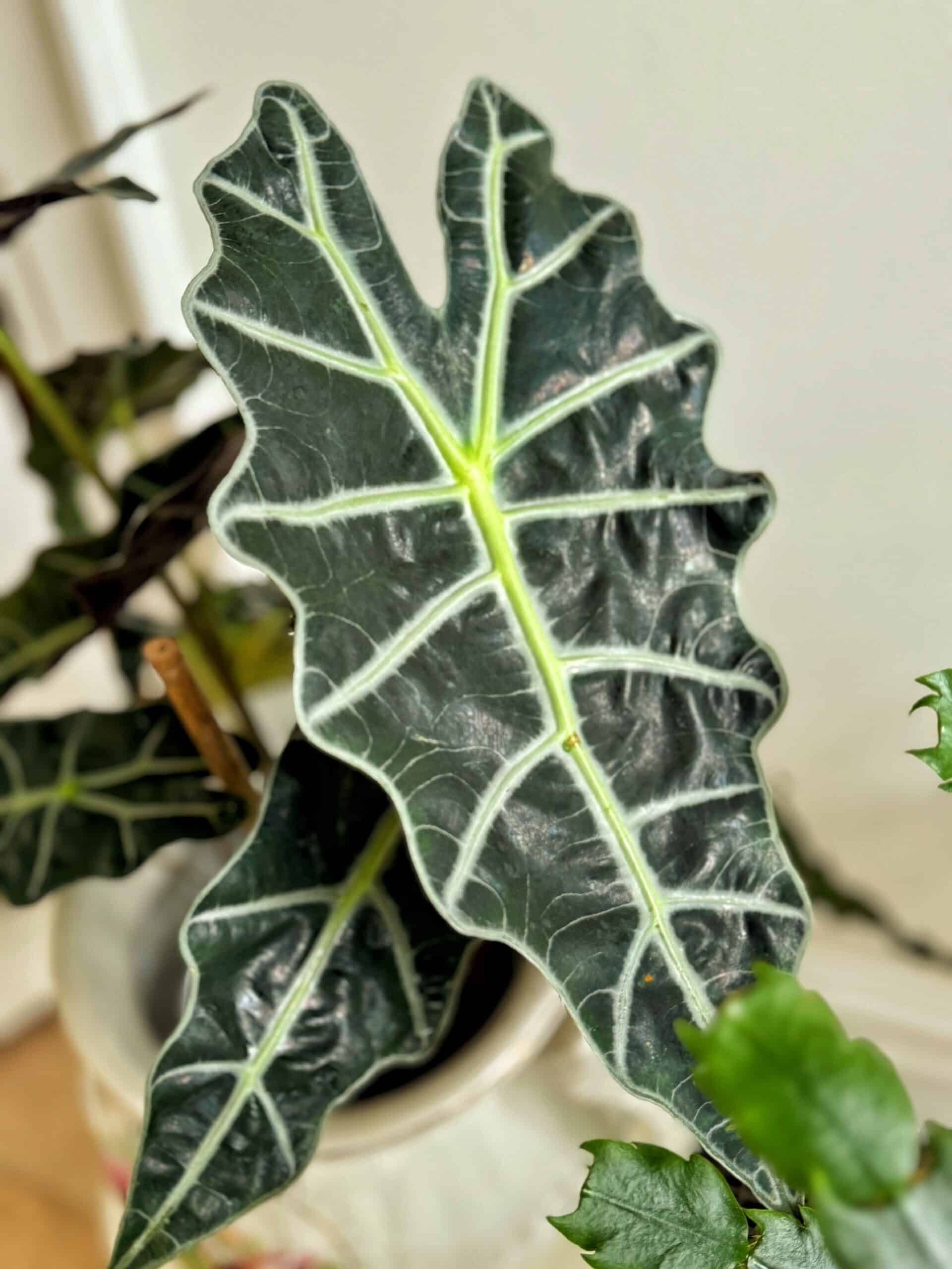 alocasia pruning gloves close up