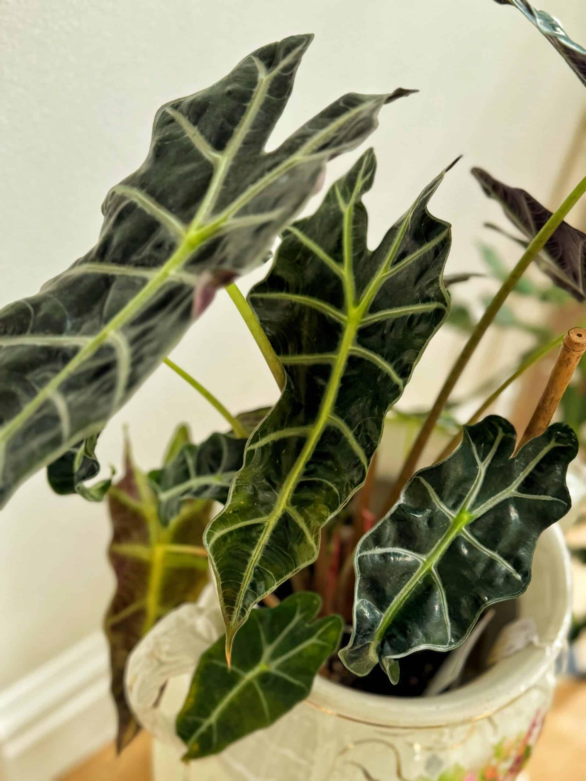 红蜘蛛到根腐都不怕：海芋急救SOP与长期防复发方案