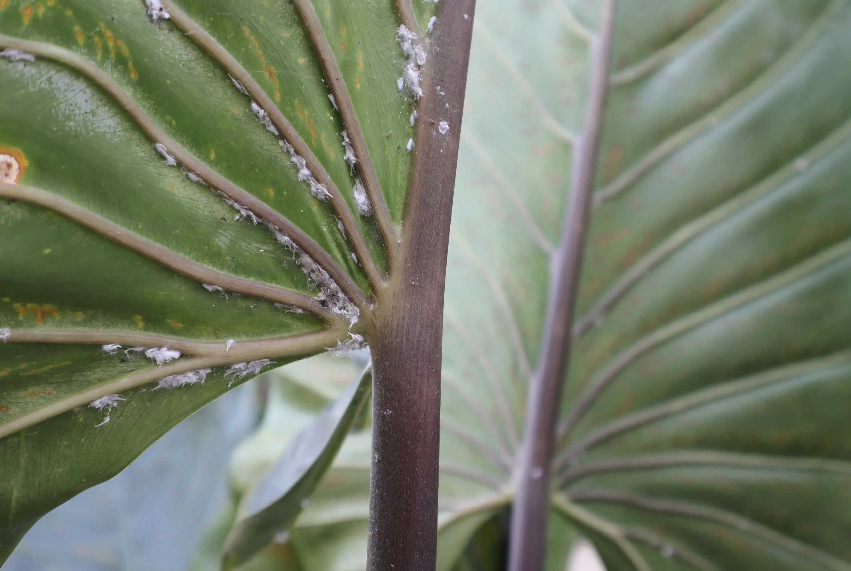 alocasia mealybugs on petiole