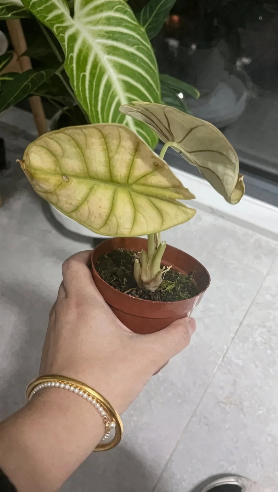 alocasia cold damage leaves close-up