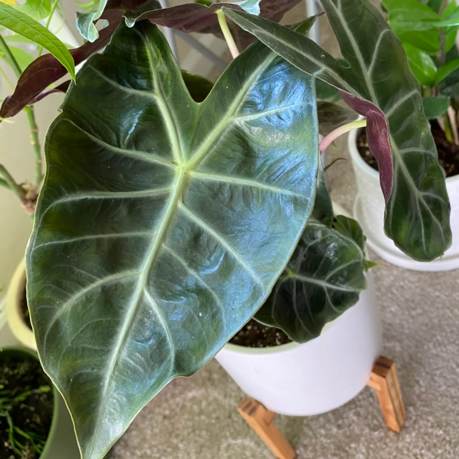 alocasia group with humidifier