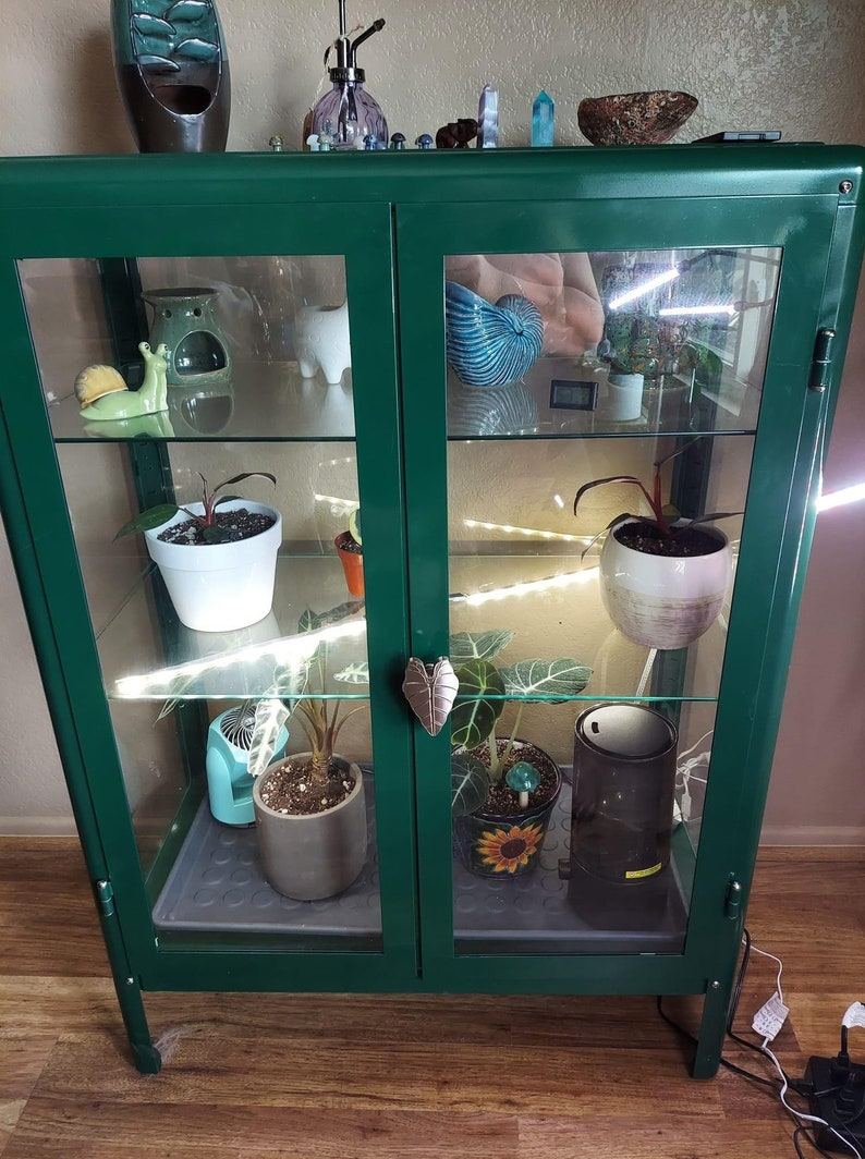 有毒但可共处：养海芋与萌宠/娃的安全边界与应急清单