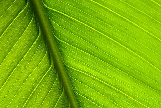 alocasia cut stem sap close-up
