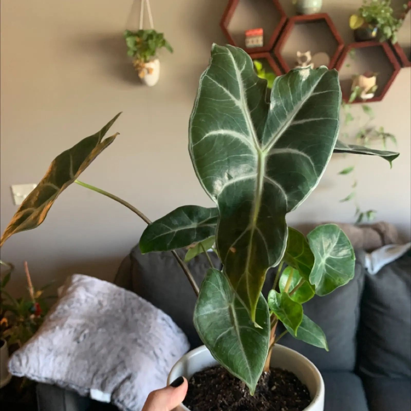 alocasia on high shelf cat