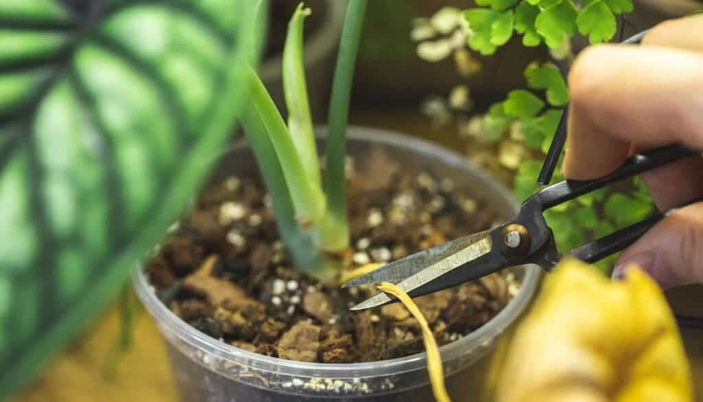 alocasia pruning with gloves
