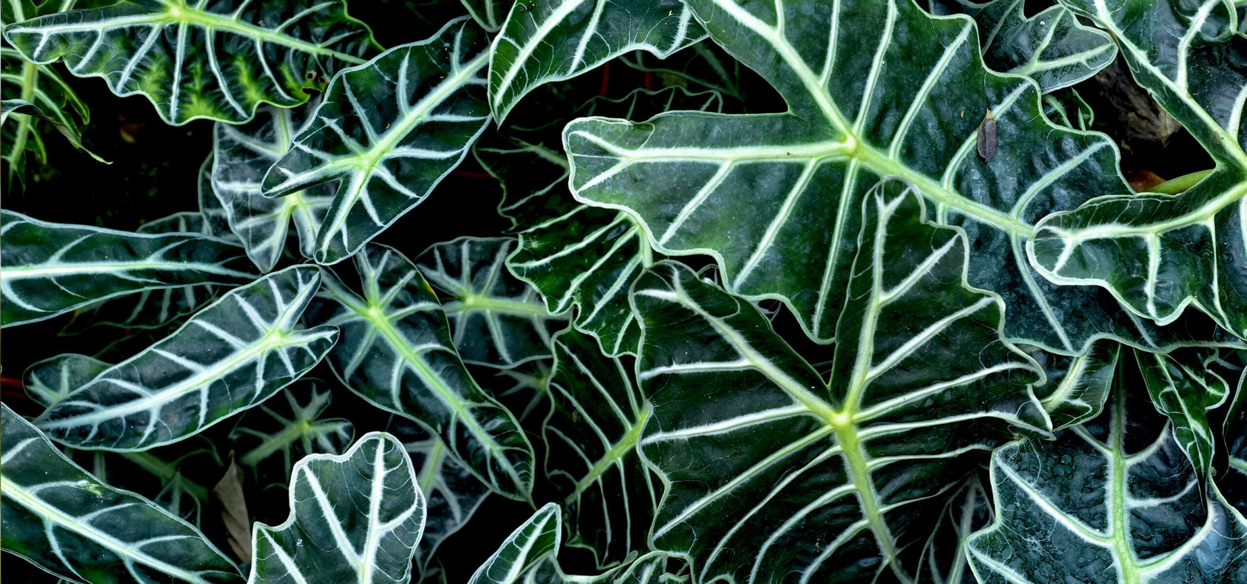 alocasia vs colocasia leaves comparison