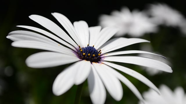 Sunbursts Without the Soggy: A No-Guesswork Care Routine for Gerbera Daisies