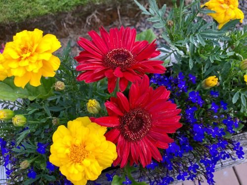 gerbera daisy morning sun patio