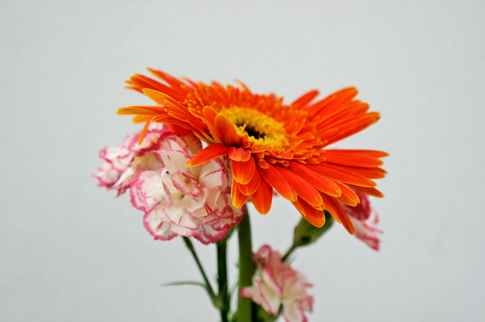 gerbera daisy bottom watering pot