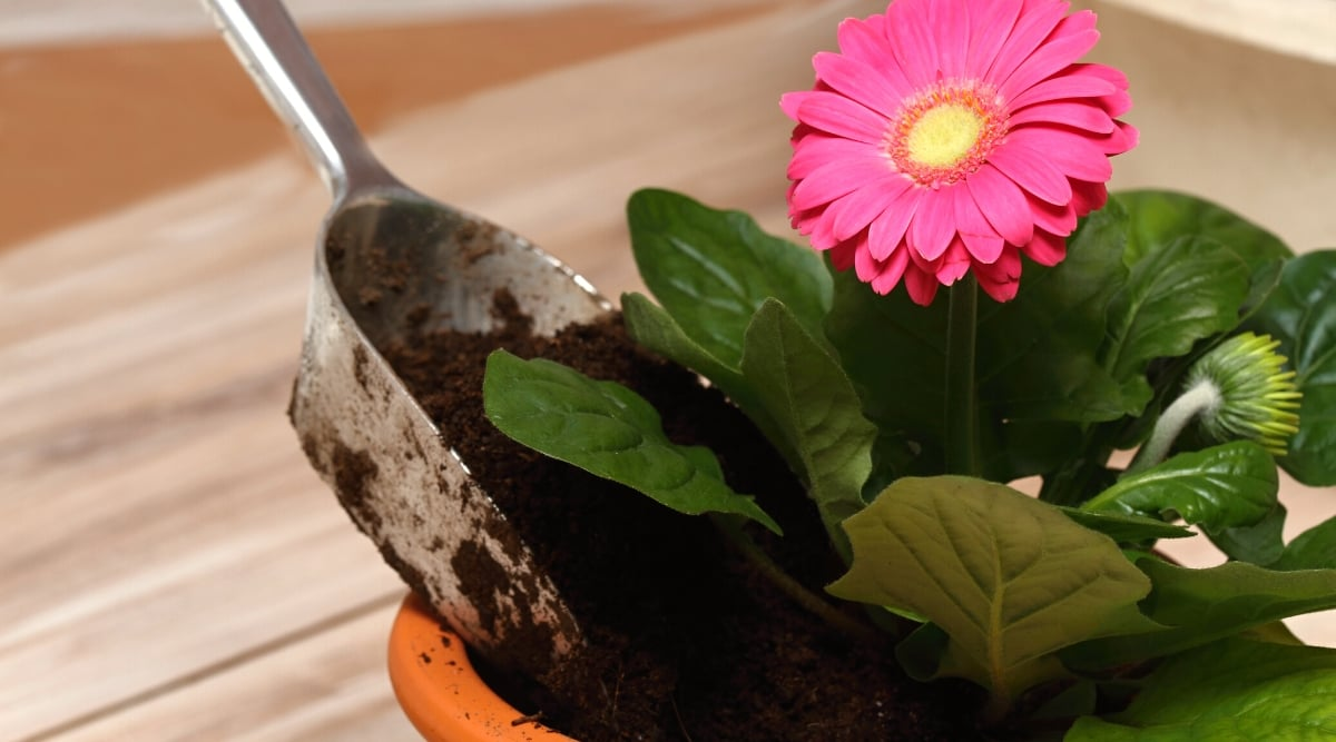 gerbera daisy crown above soil