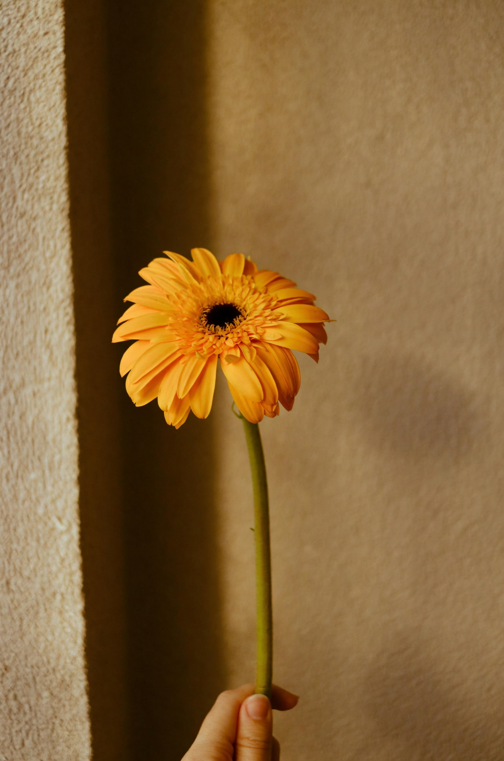 gerbera daisy deadheading at base