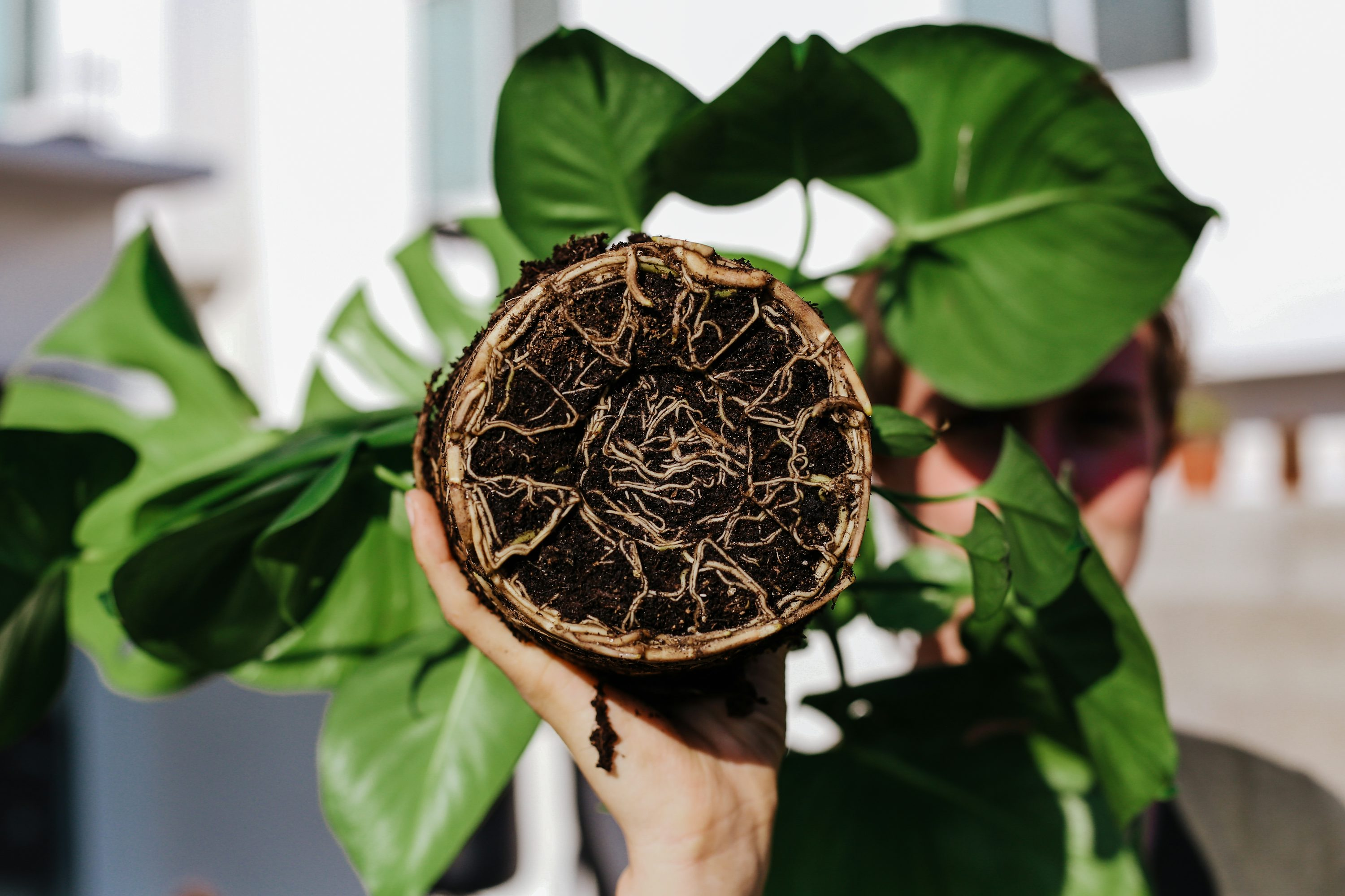 gerbera daisy root rot unpotted roots