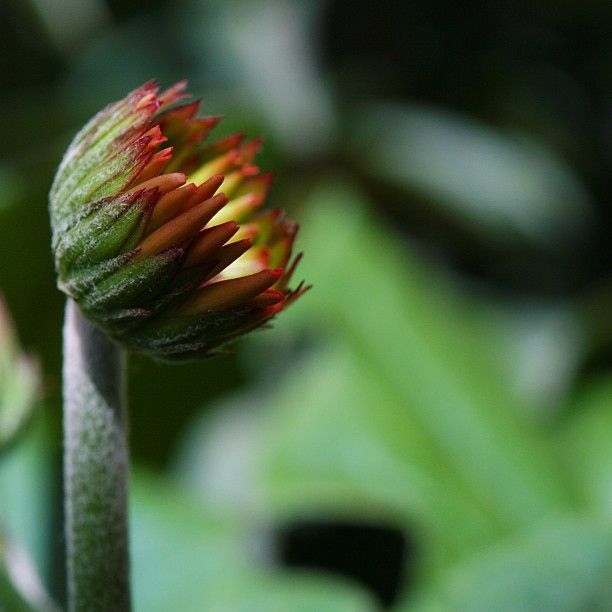 gerbera daisy aphids on bud macro