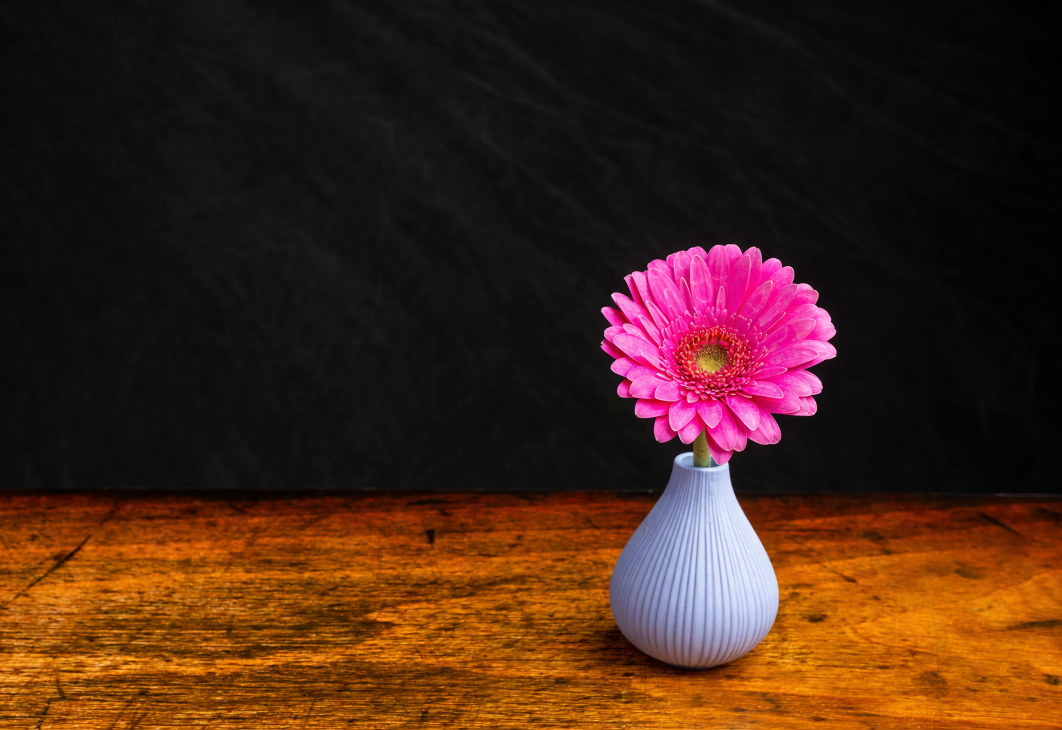 Gerbera jamesonii botanical illustration vintage