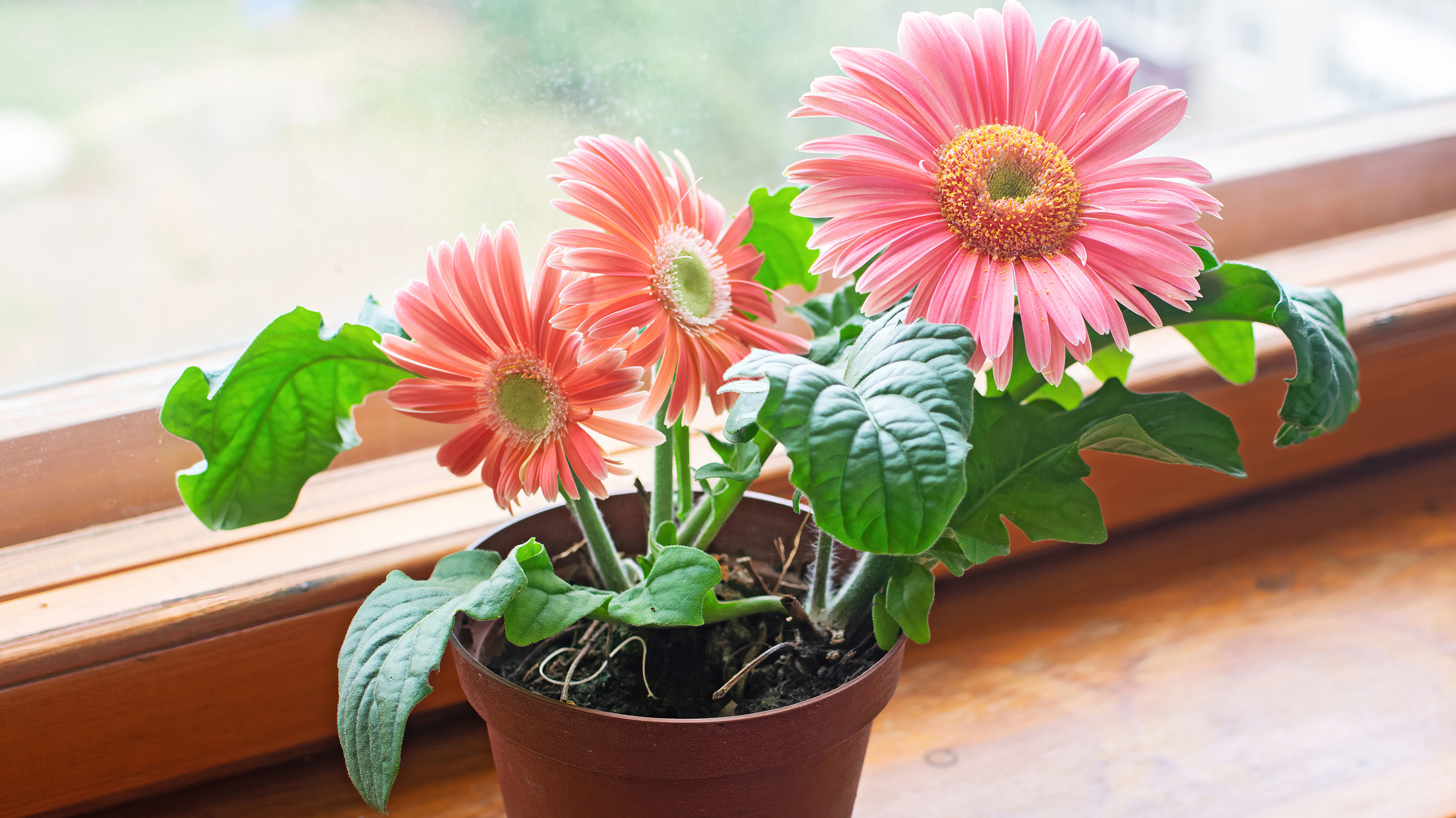 gerbera potted plant sunny windowsill