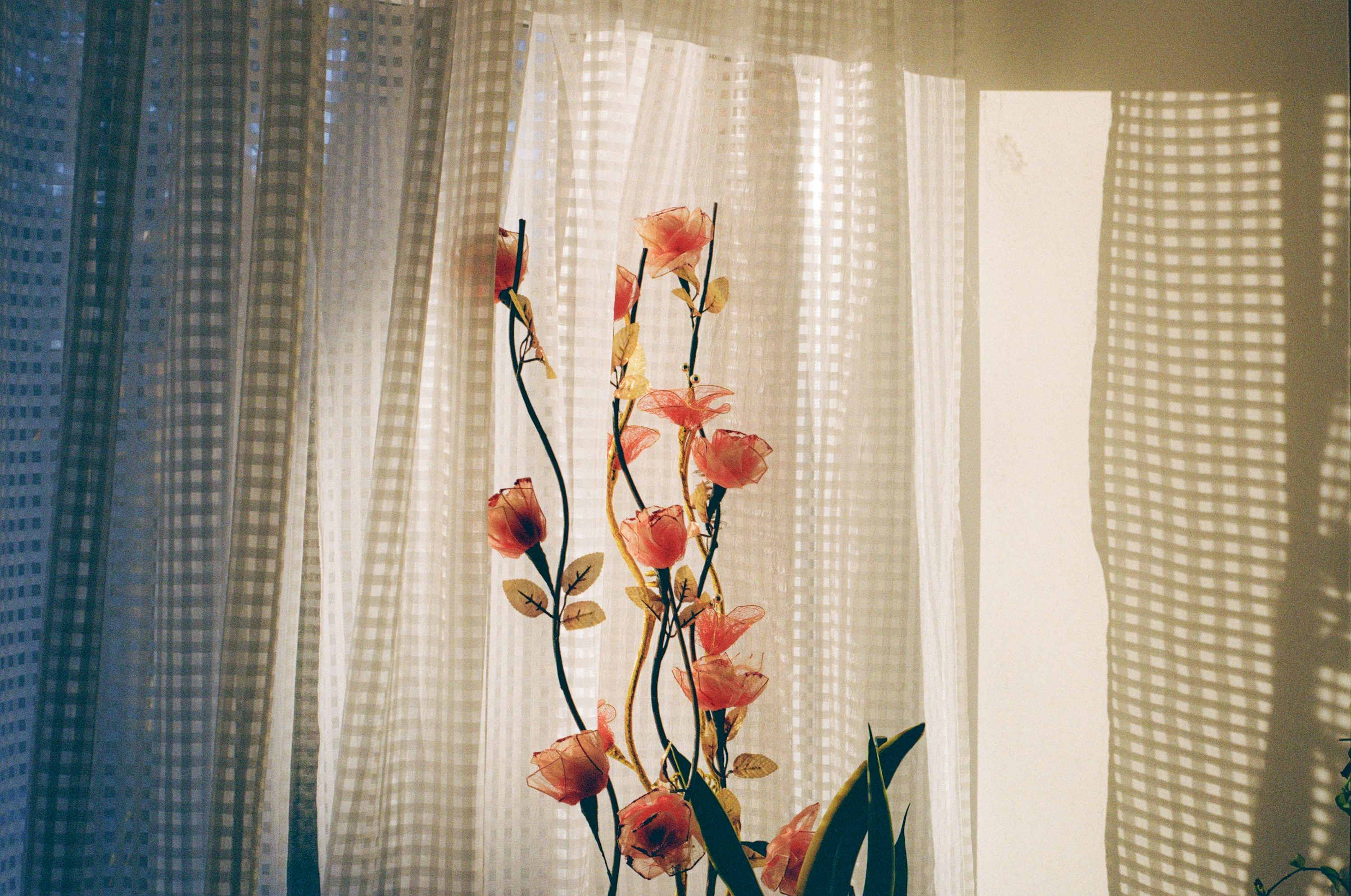 gerbera daisy east window sheer curtain