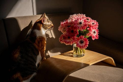gerbera daisy living room pedestal