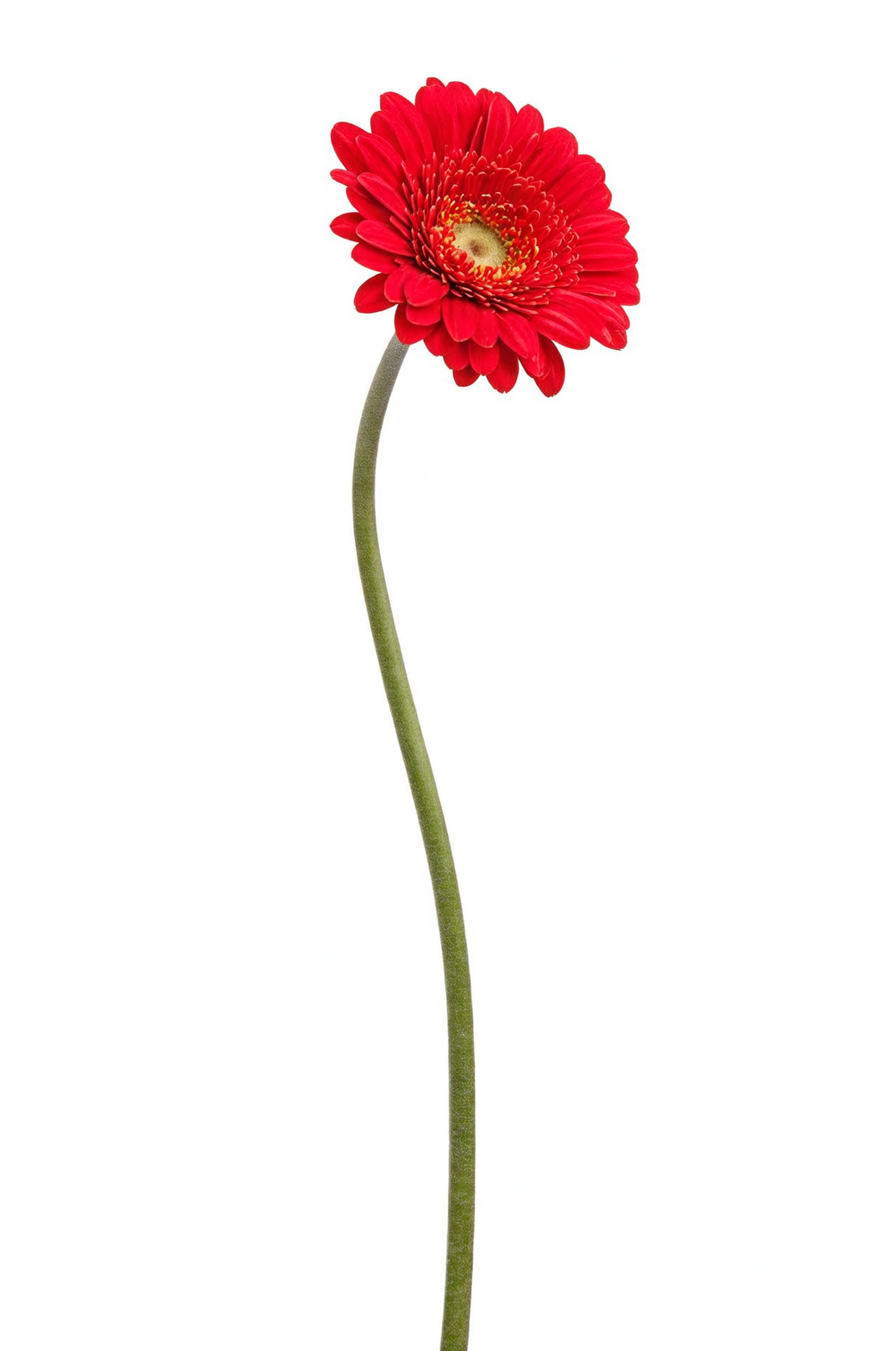 gerbera bent neck close-up