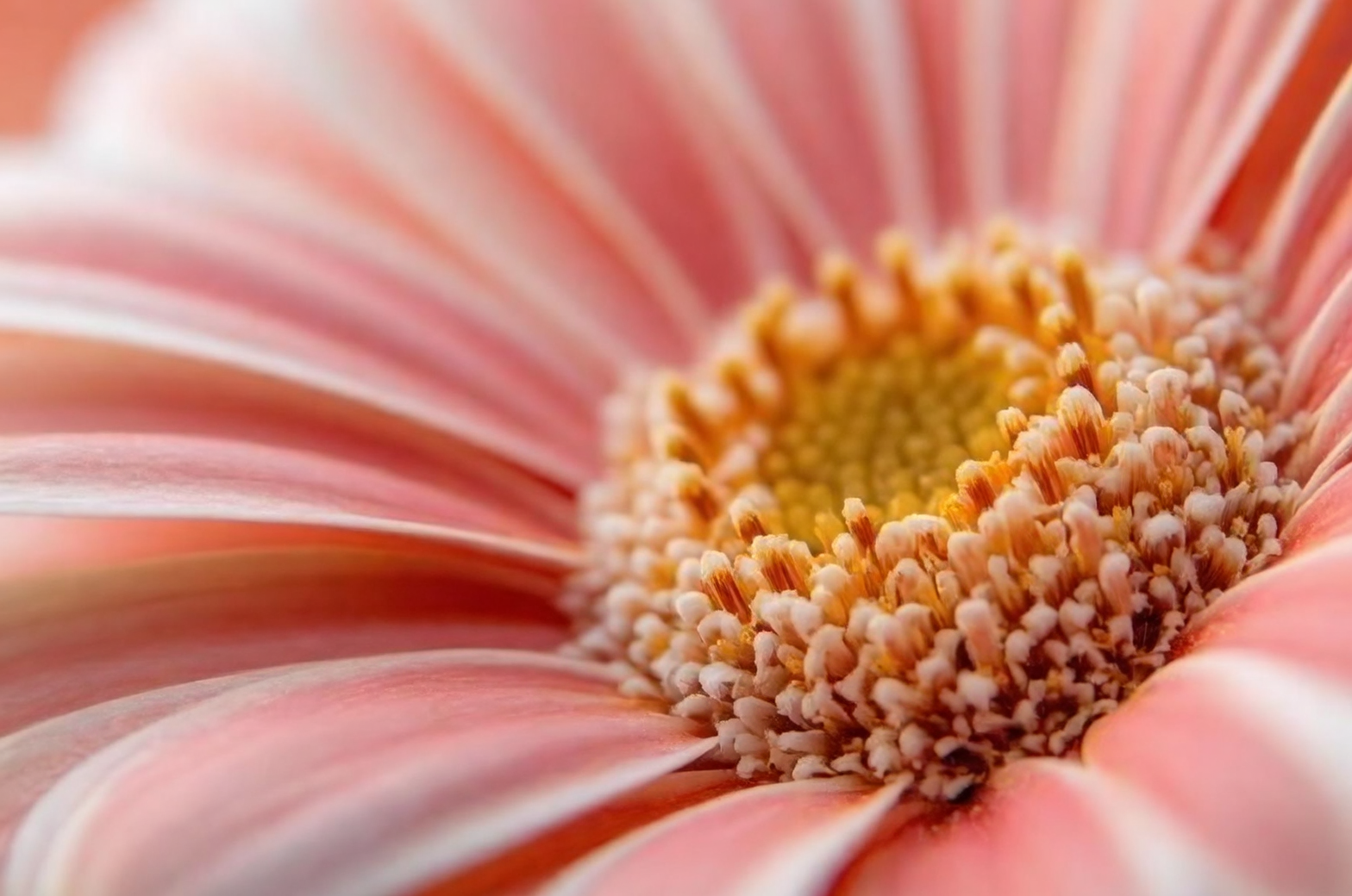 gerbera daisy rosette close-up