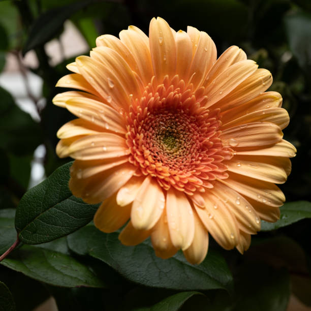 gerbera daisy double crested close-up