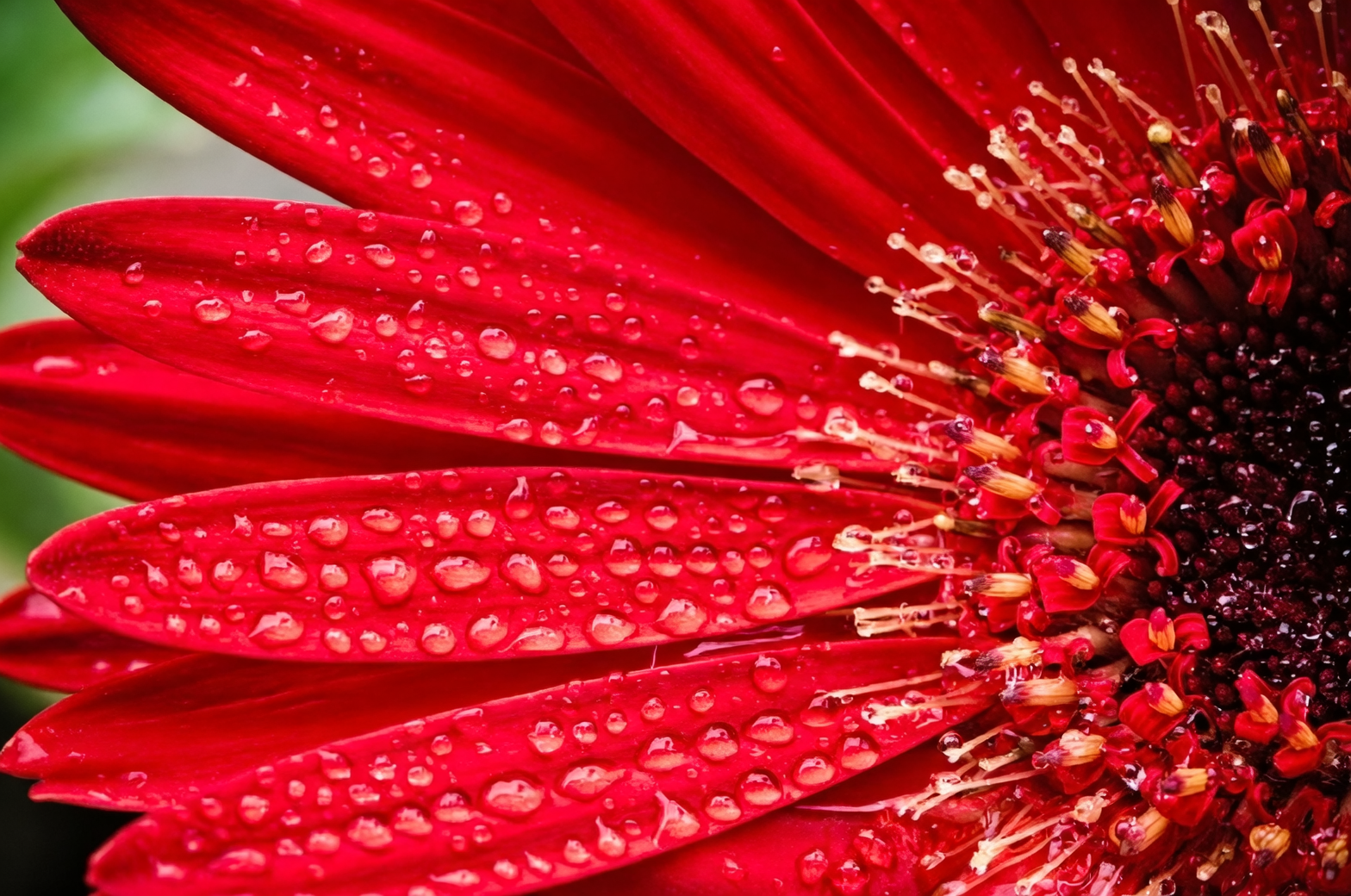 gerbera daisy shallow water vase