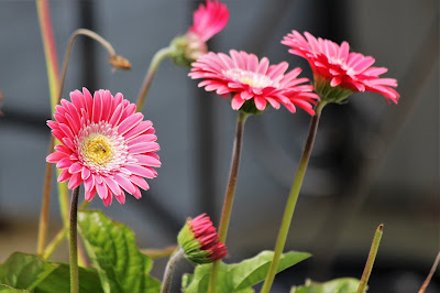 从南非巴伯顿到全球花束C位：非洲菊的发现、命名与杂交之旅