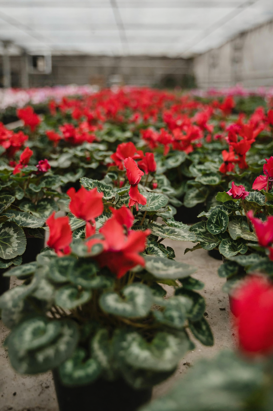 gerbera daisy greenhouse rows