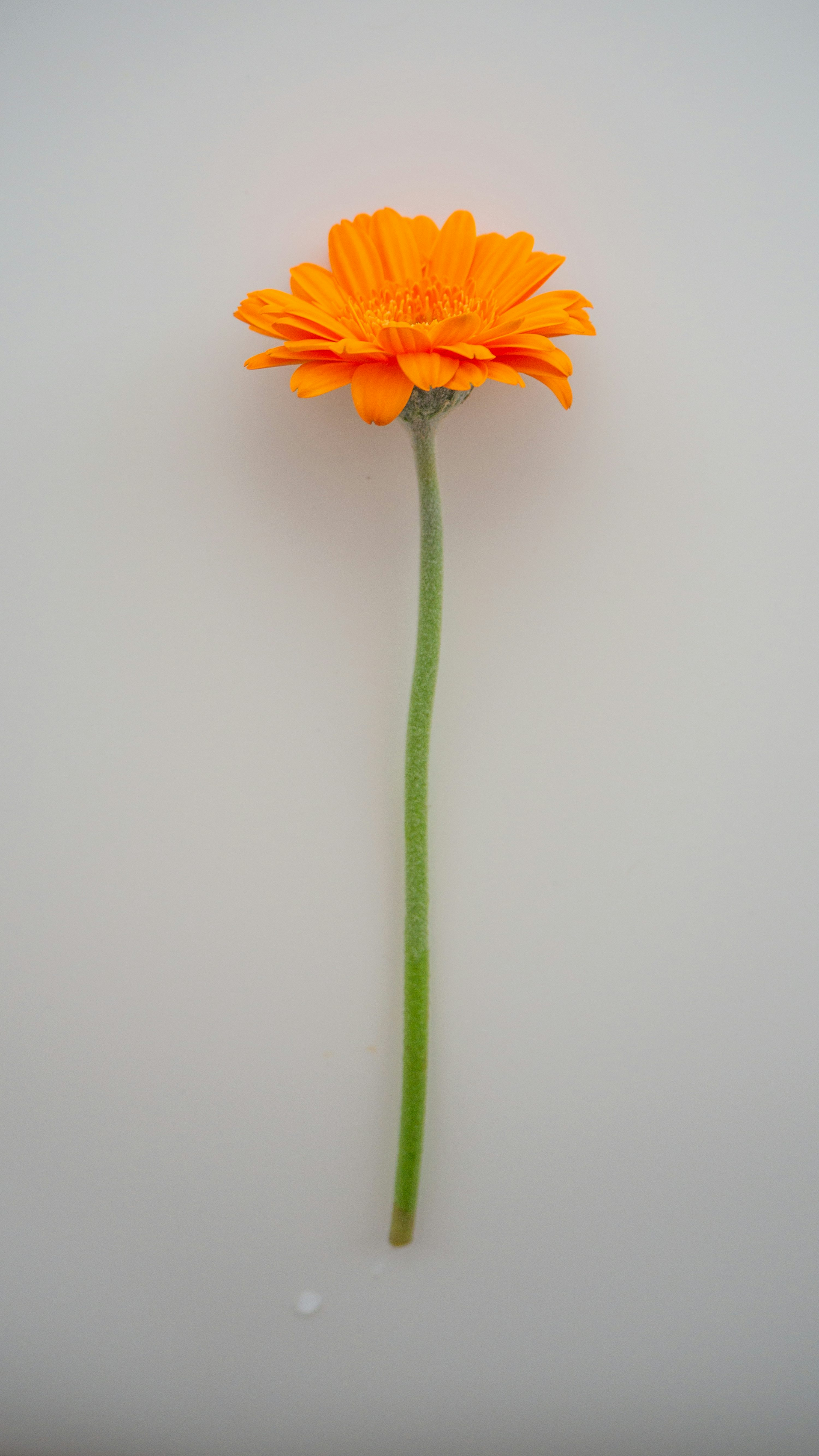 gerbera daisy vase stem support