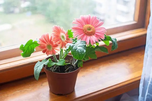 gerbera daisy pot sunny balcony