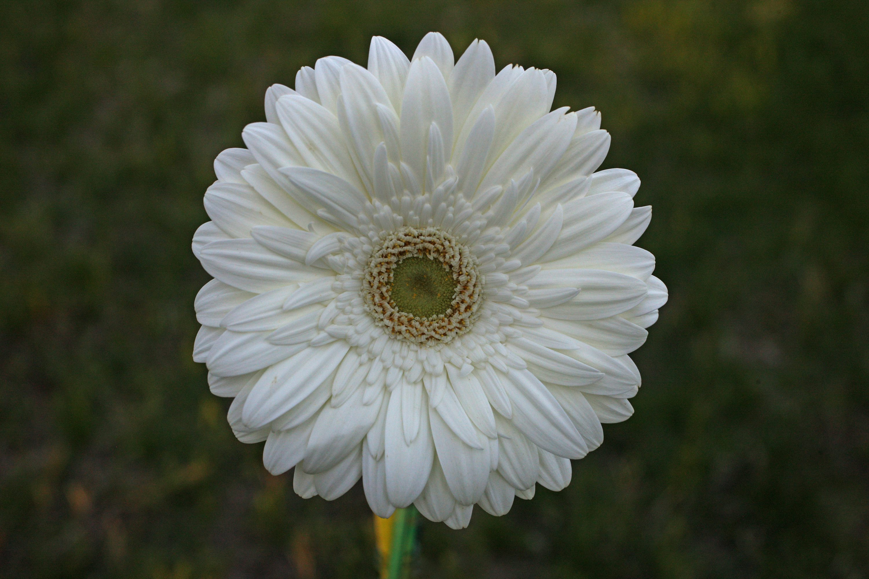 gerbera daisy bent stem close up