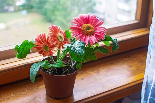 gerbera daisy potted balcony sunlight