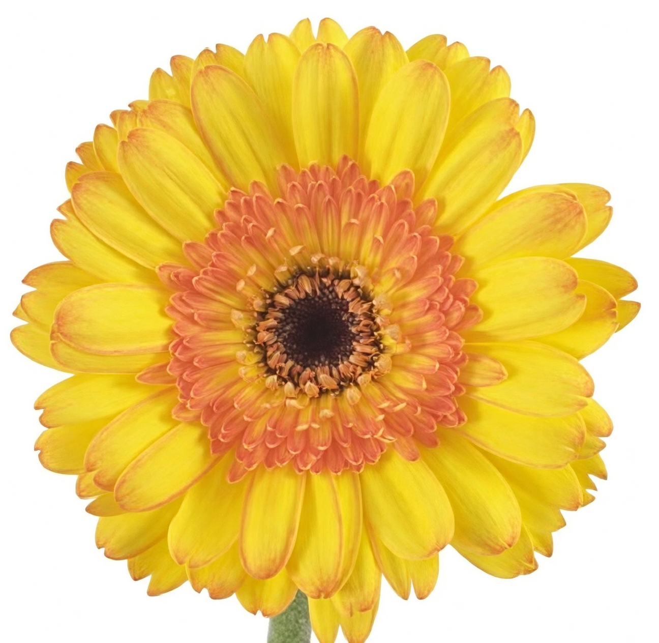 orange yellow gerbera with wheat spikes