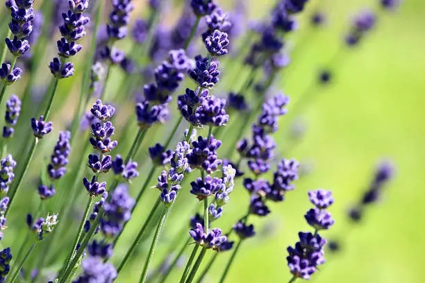 pink white gerbera lavender garden