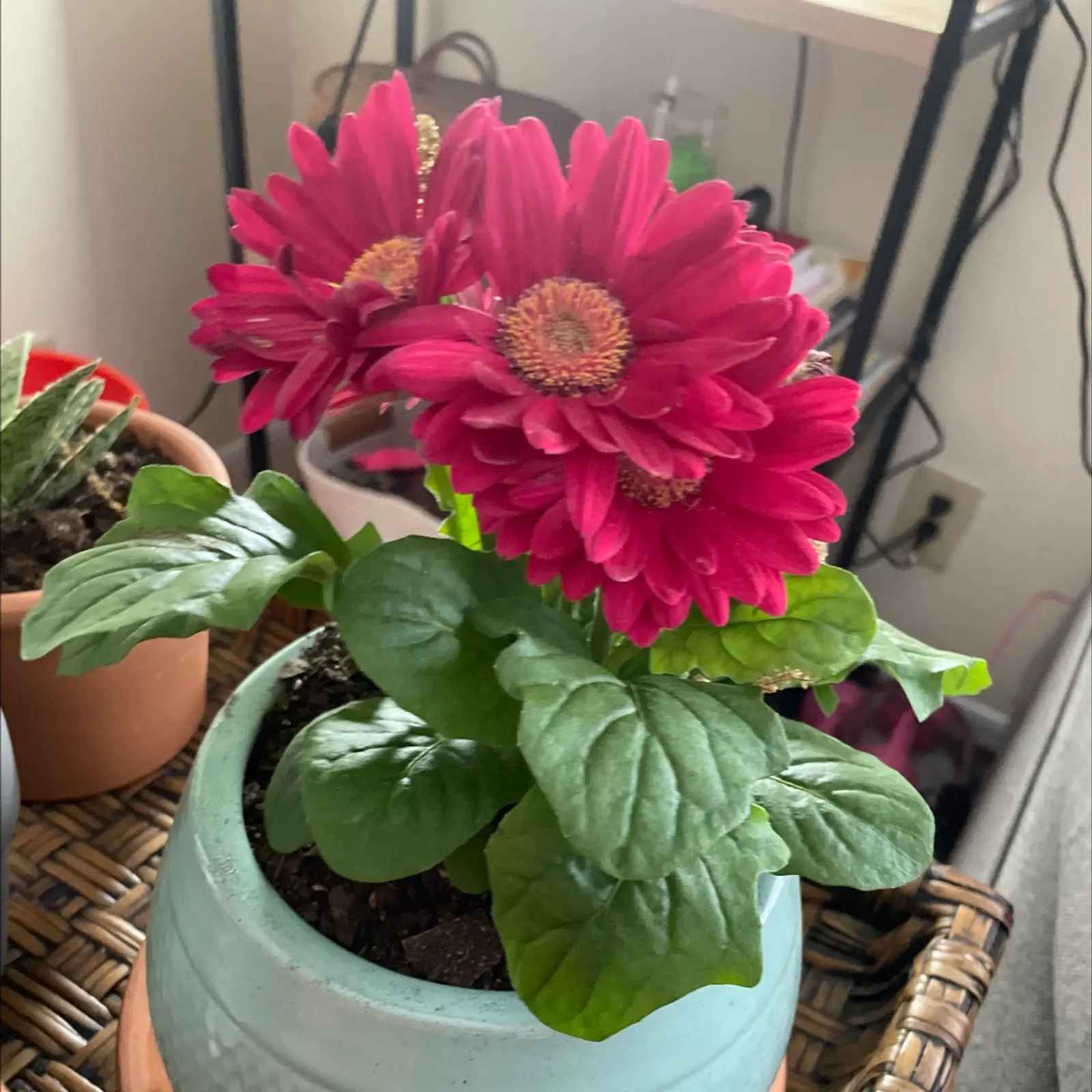 gerbera watering along pot edge