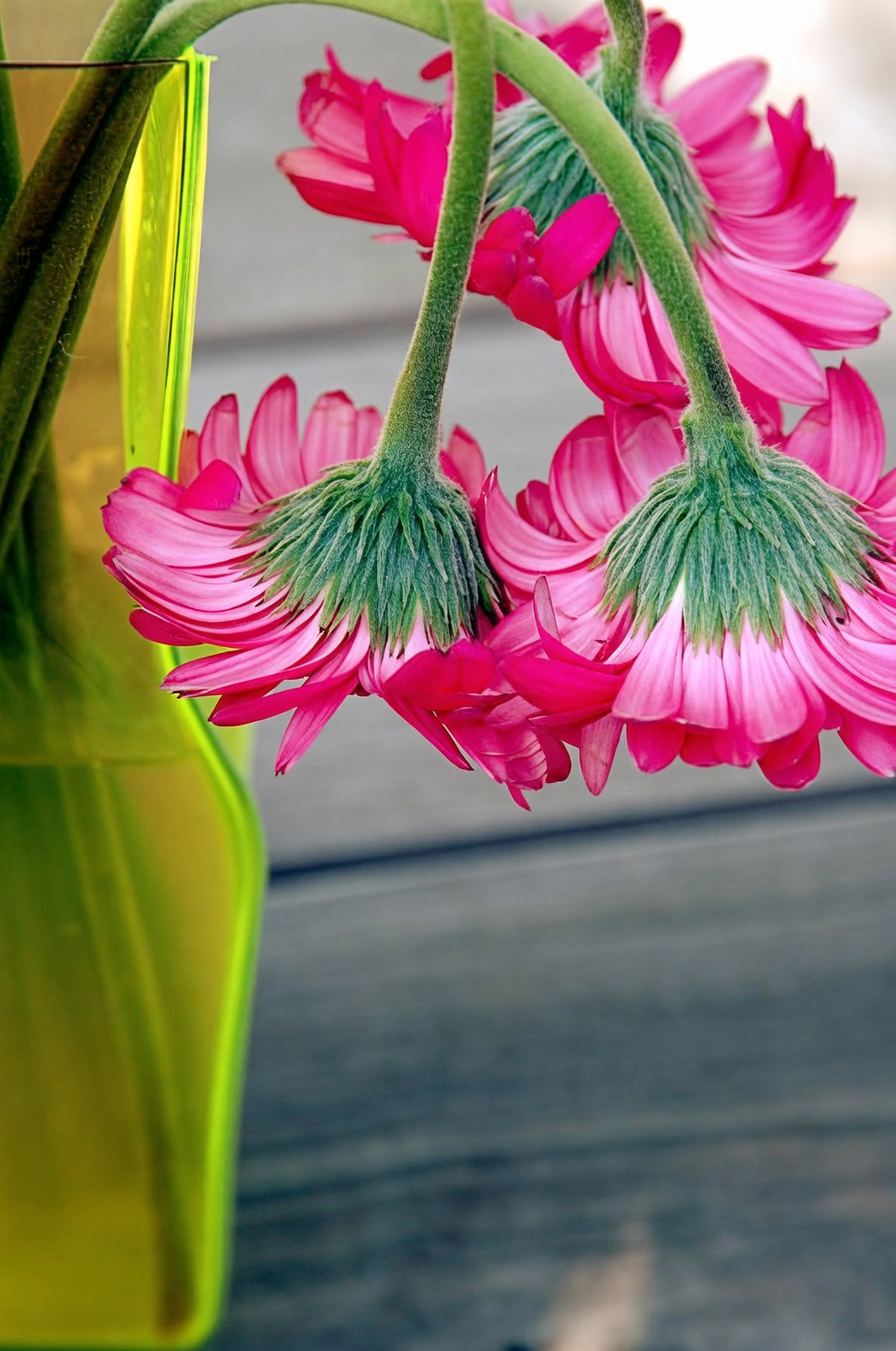 gerbera bent neck drooping flower