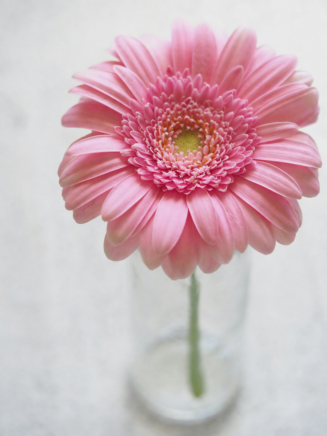 gerbera shallow water in vase