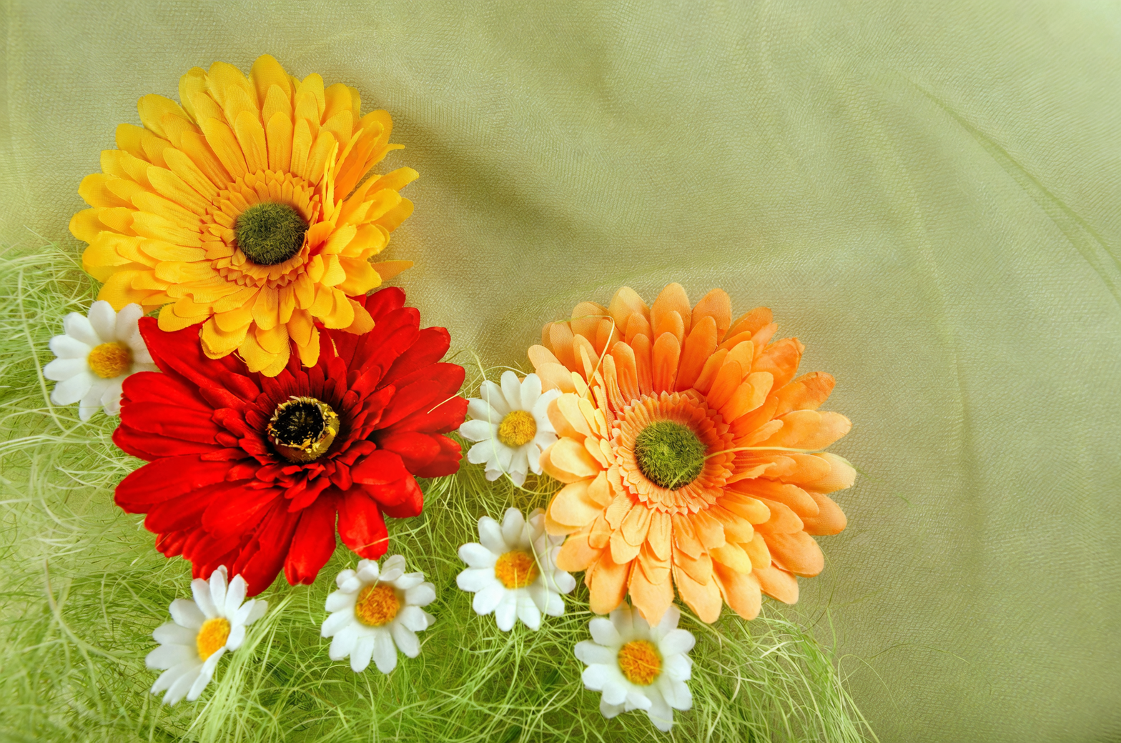 一眼挑好货：如何选到不“低头”的非洲菊盆栽与切花