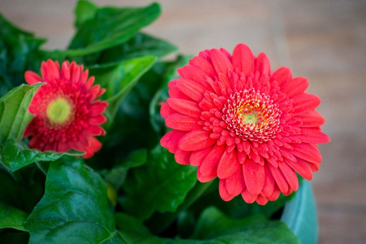 gerbera rosette leaves close-up